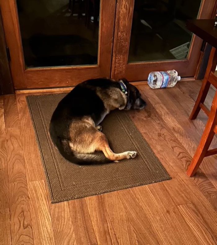 german shepherd lying on the floor