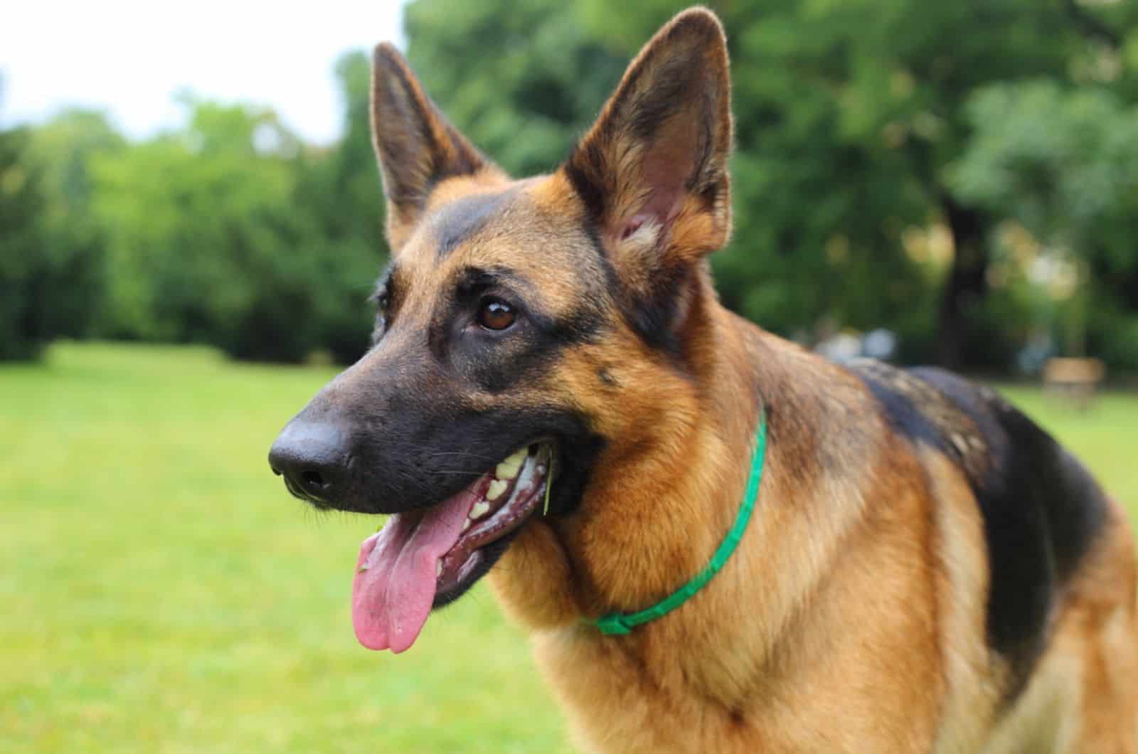 german shepherd dog in the park