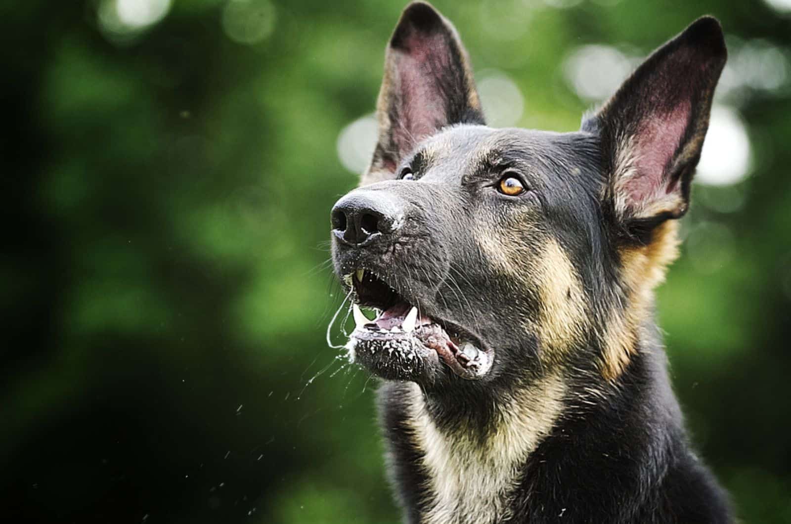 german shepherd outdoors