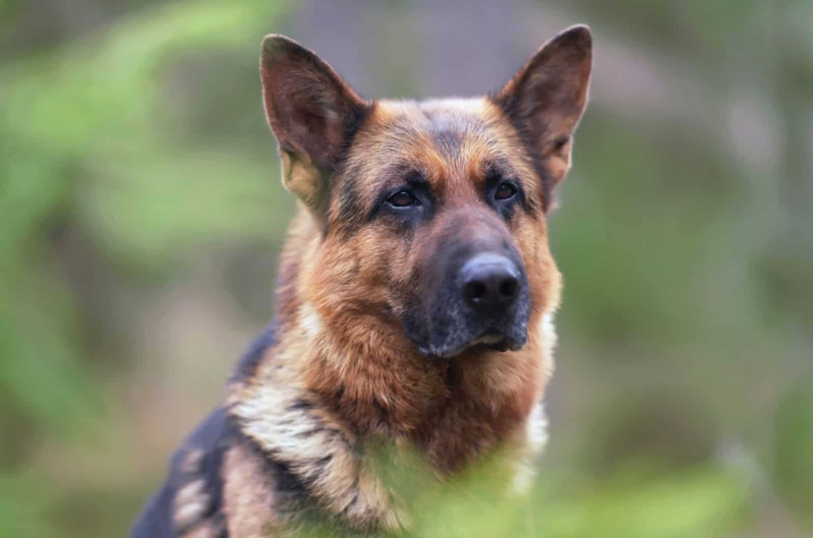 german shepherd in nature