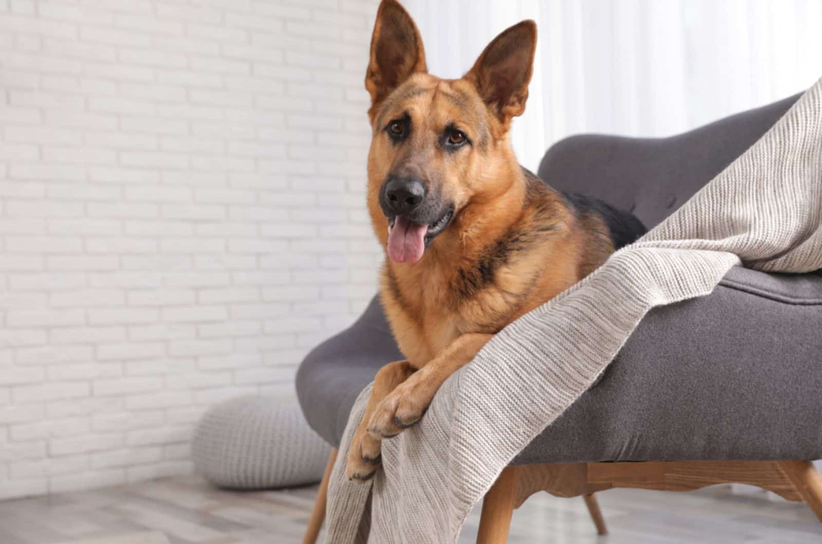 german shepherd lying on sofa in living room