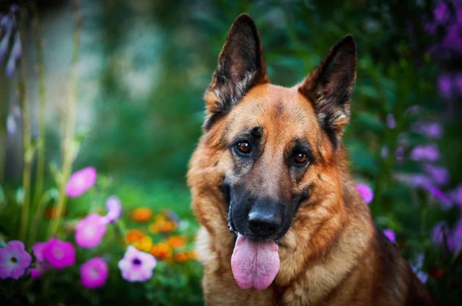 german shepherd in the garden