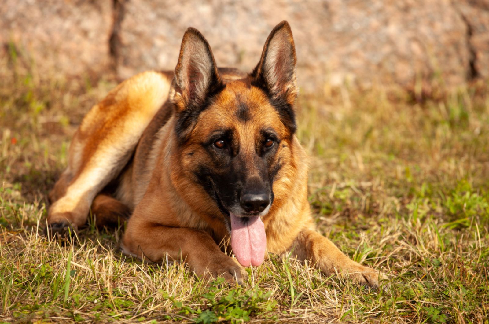 german shepherd lying in the grass