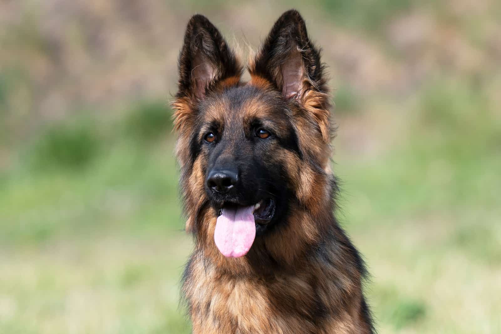 German Shepherd