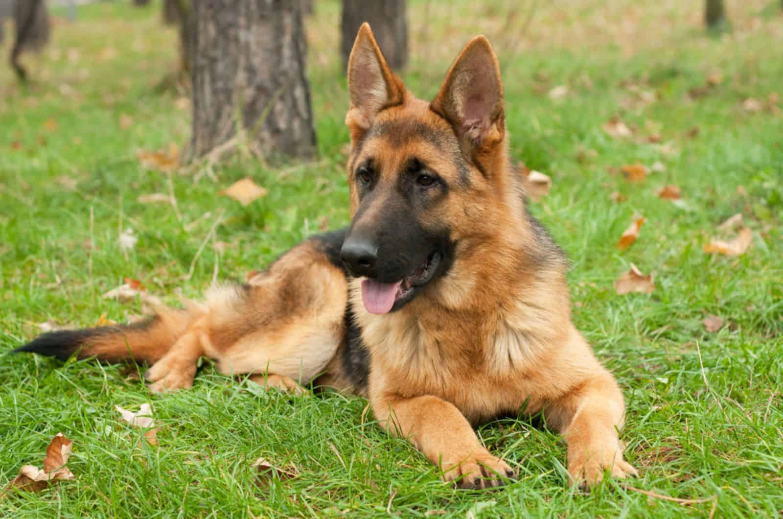 german shepherd lying on the grass