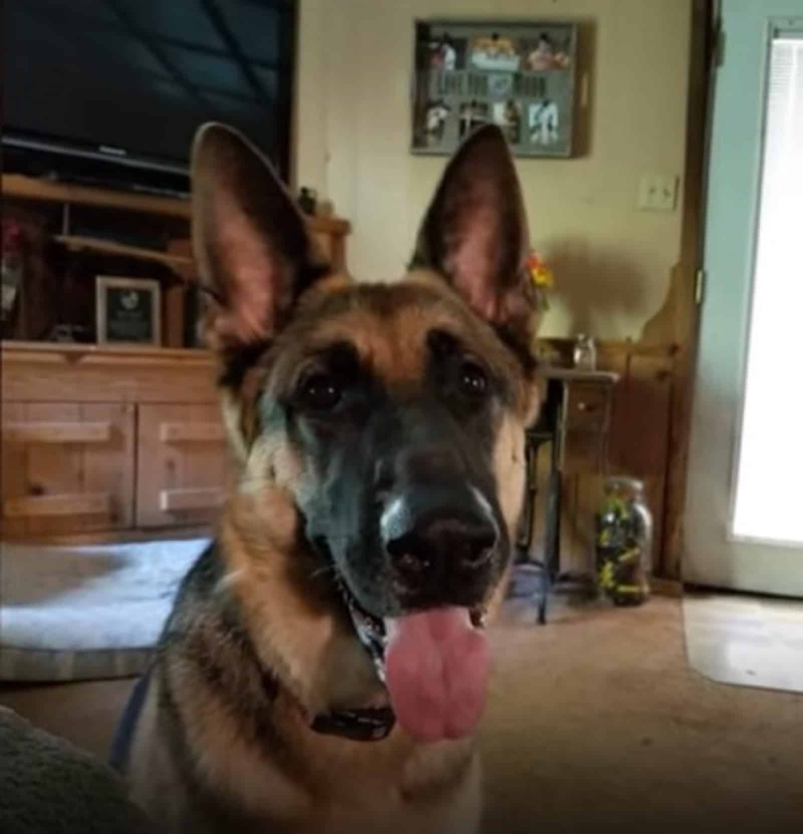 german shepherd dog in house