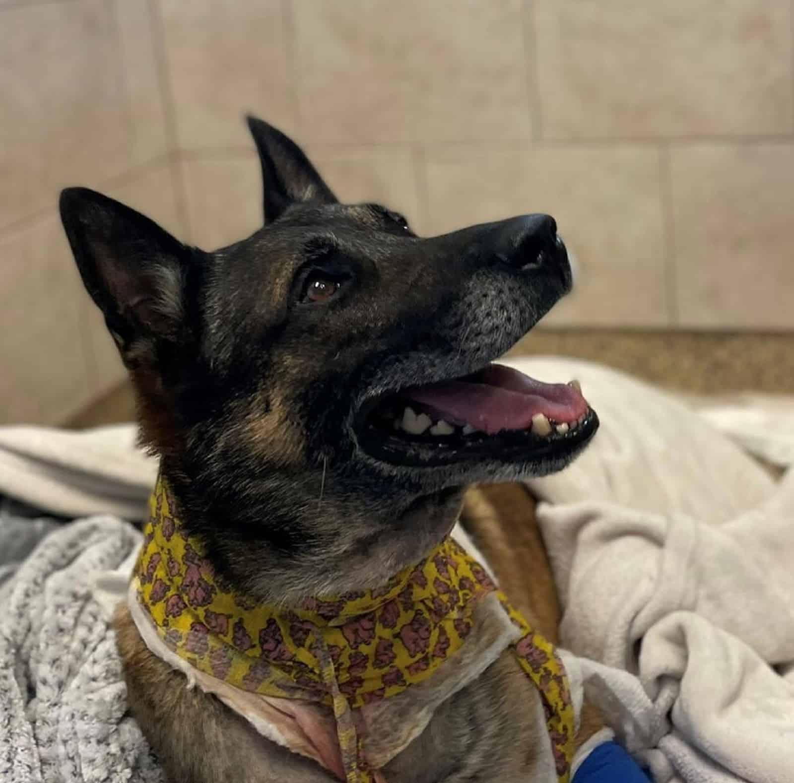 german shepherd dog lying on blankets