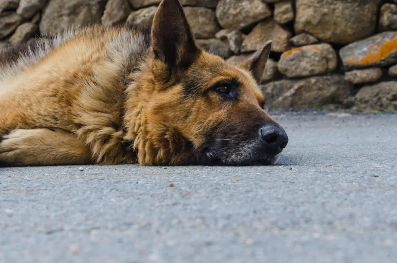 german shepherd lying on the ground