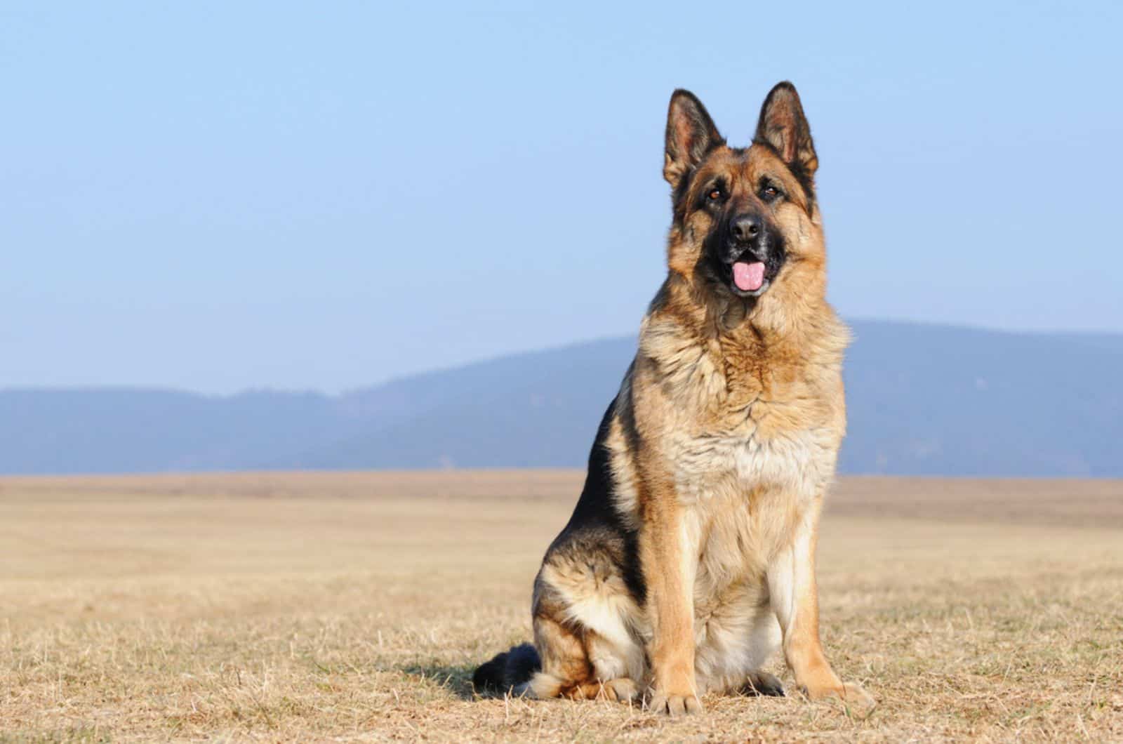 german shepherd sitting in nature