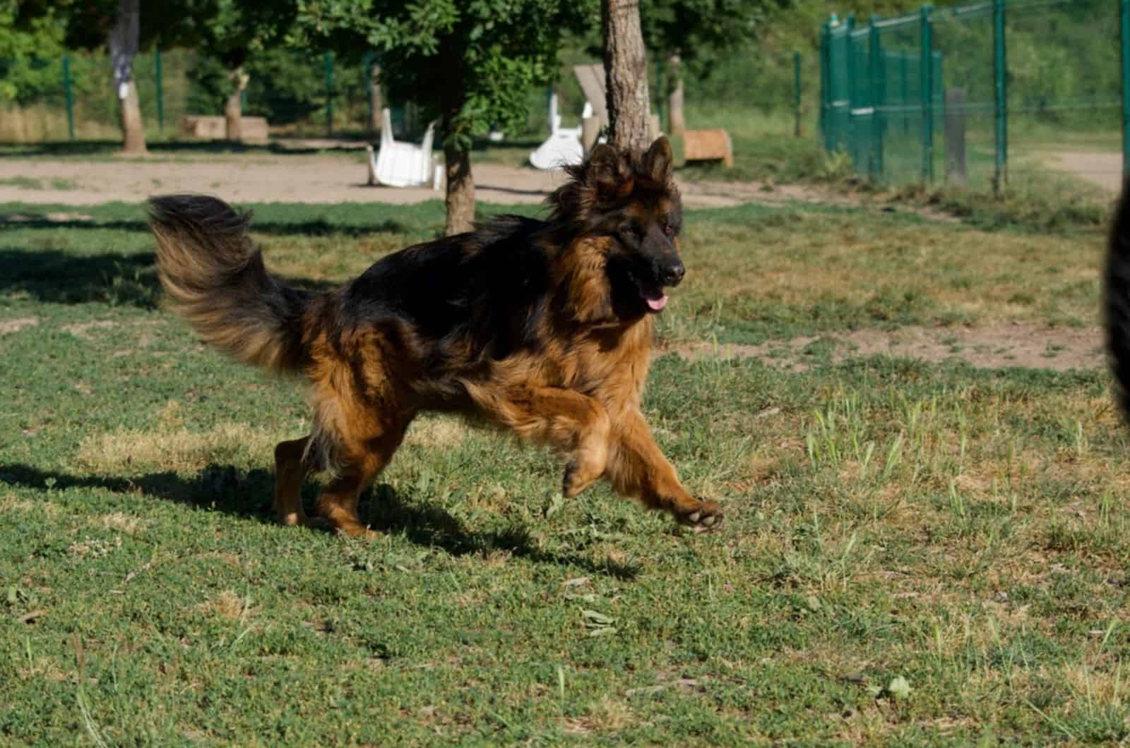 german shepherd running in the park