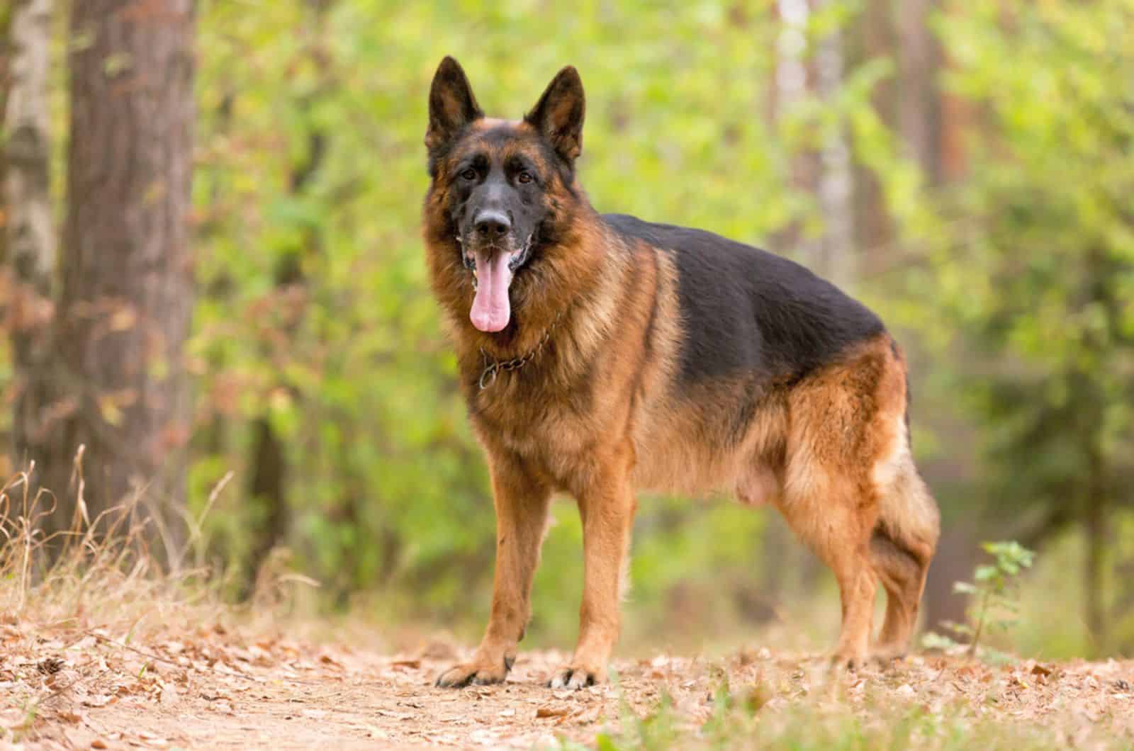 german shepherd standing in the forest