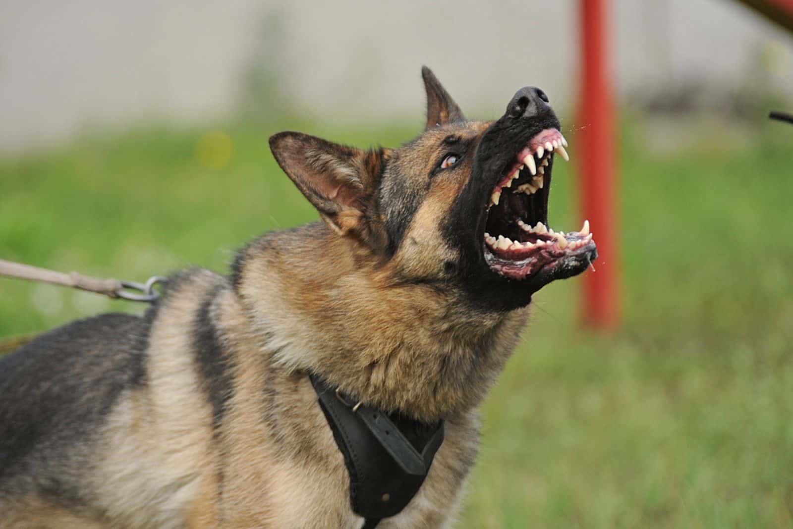 german shepherd acting aggressive