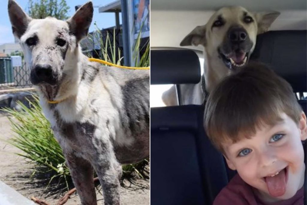 German shepherd after adoption with a boy