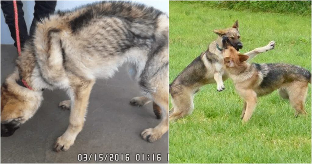 german shepherd after adoption with another dog in the game