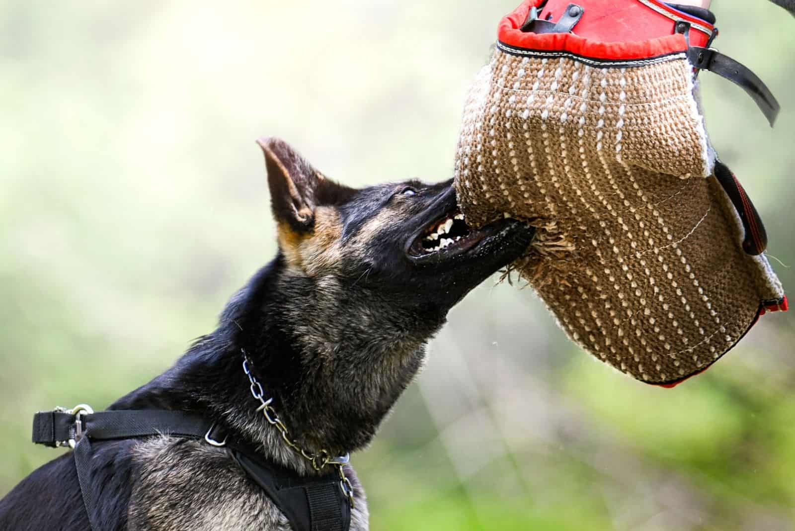 German shepherd aggressive dog train obedience