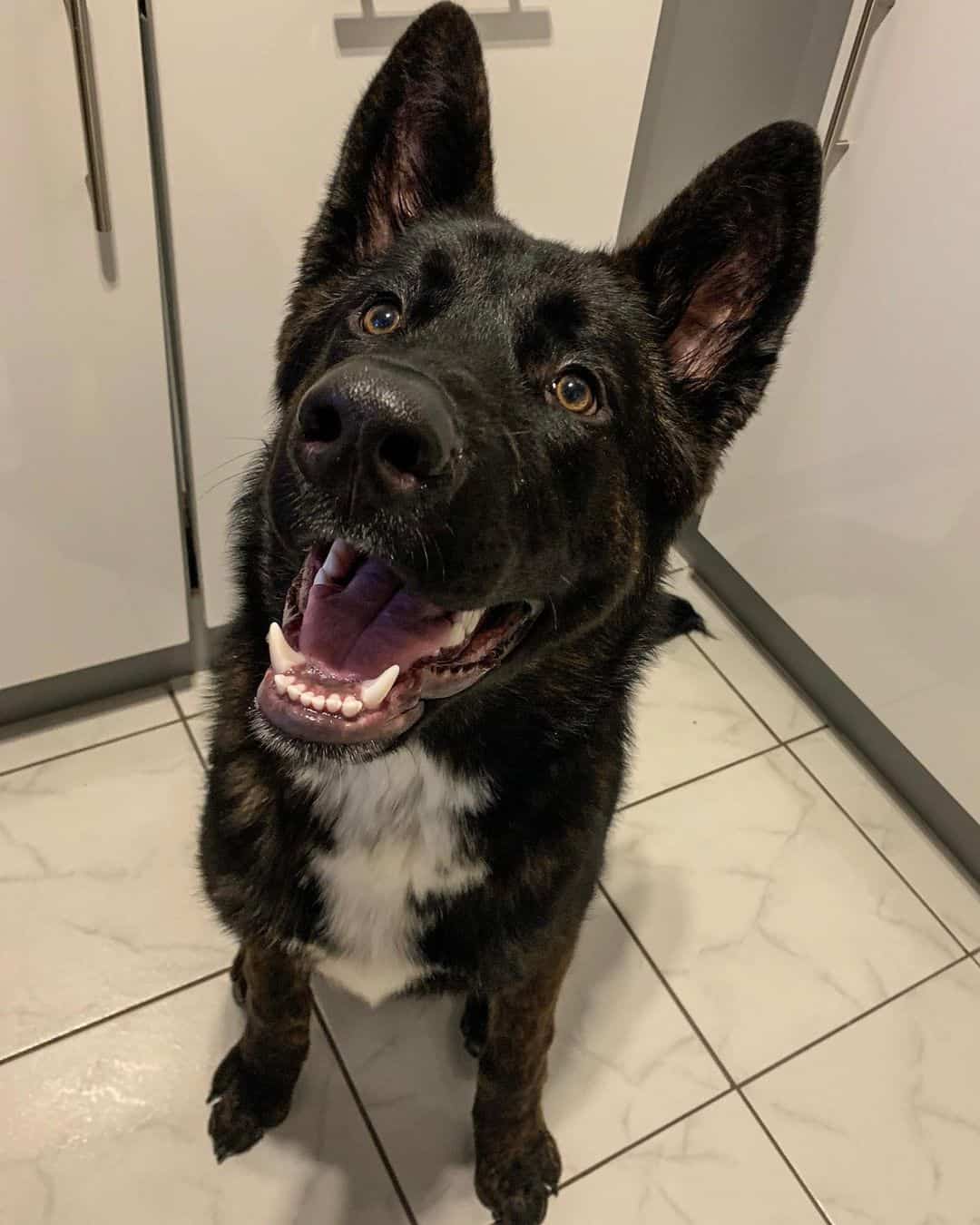 german shepherd akita mix