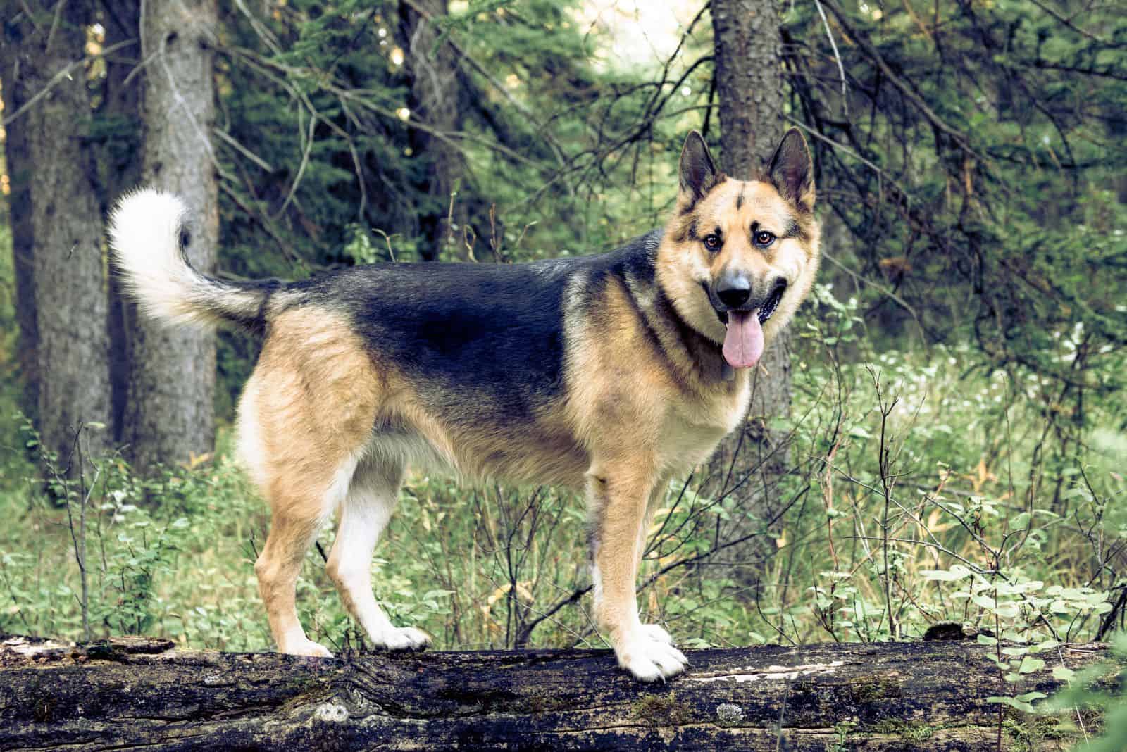 German Shepherd Alaskan Malamute Mix — Loyalty And Devotion