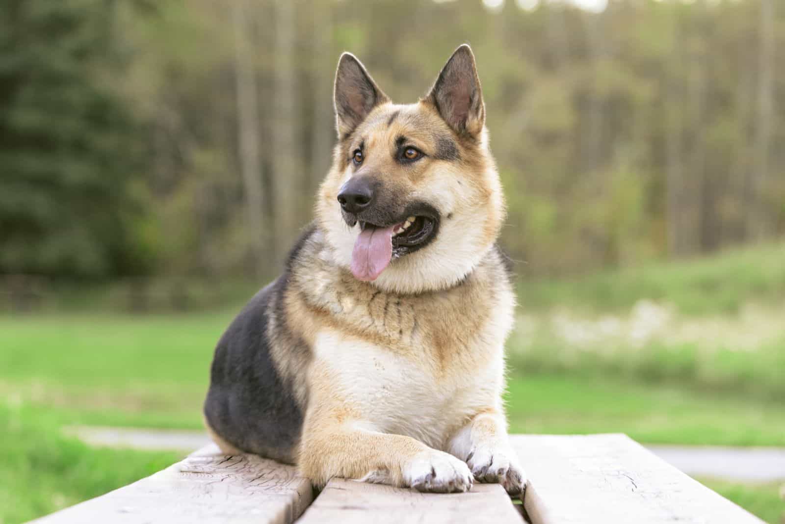 German Shepherd Alaskan Malamute Mix is lying on a wooden base