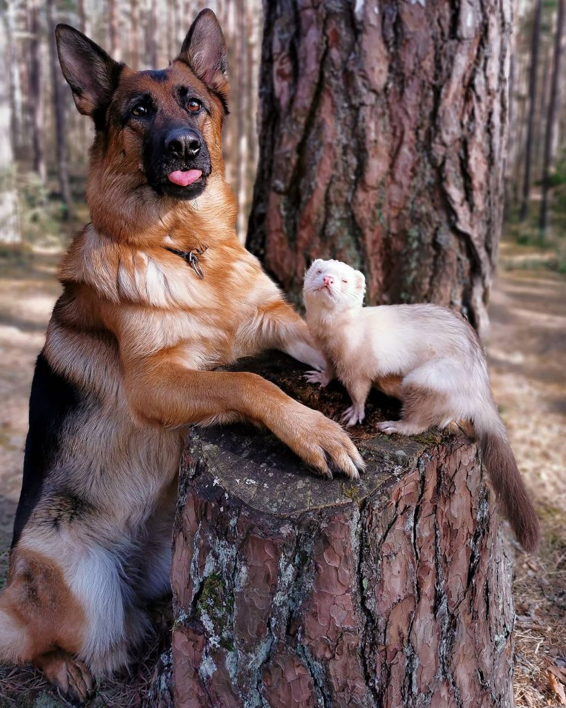 german shepherd and a ferret posing