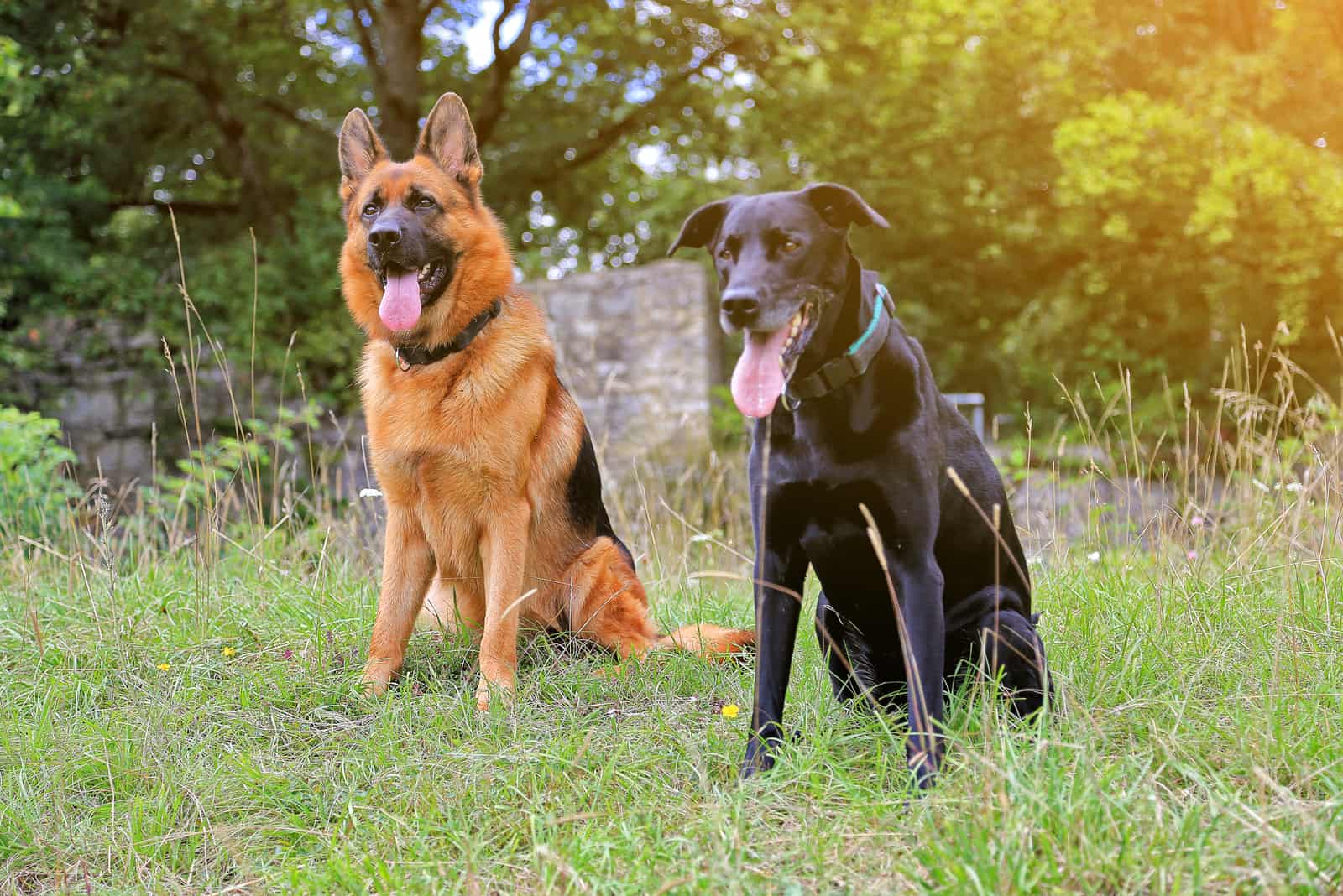 german shepherd and black lab