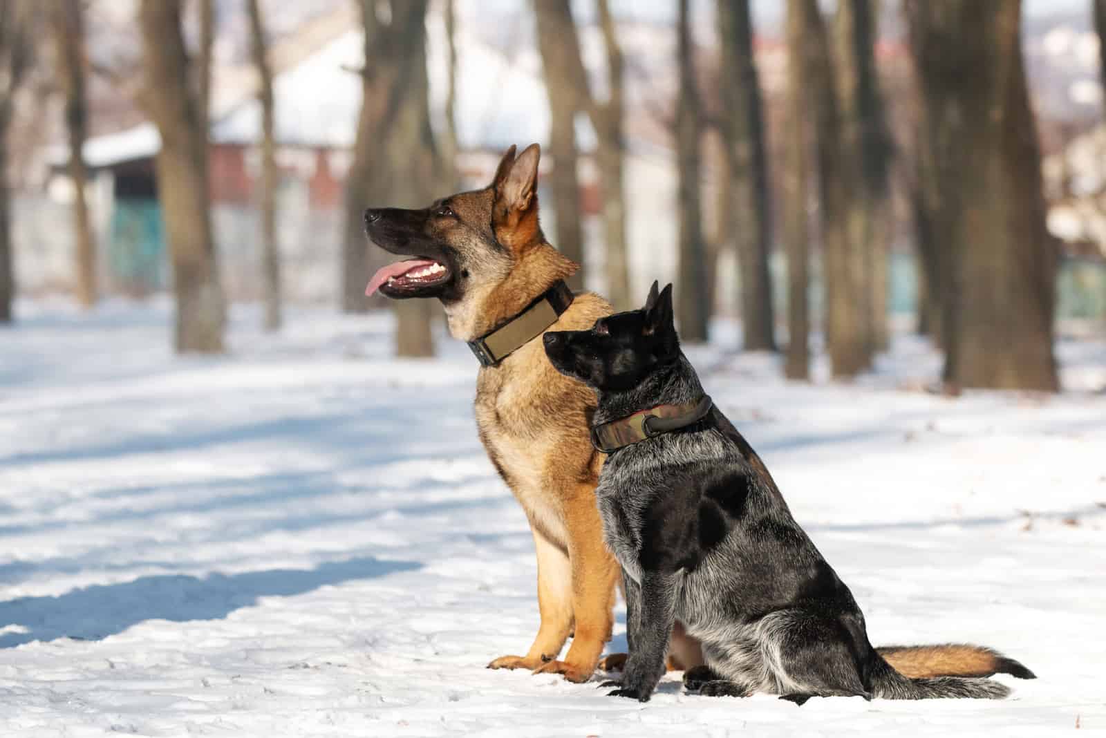 german shepherd and blue heeler