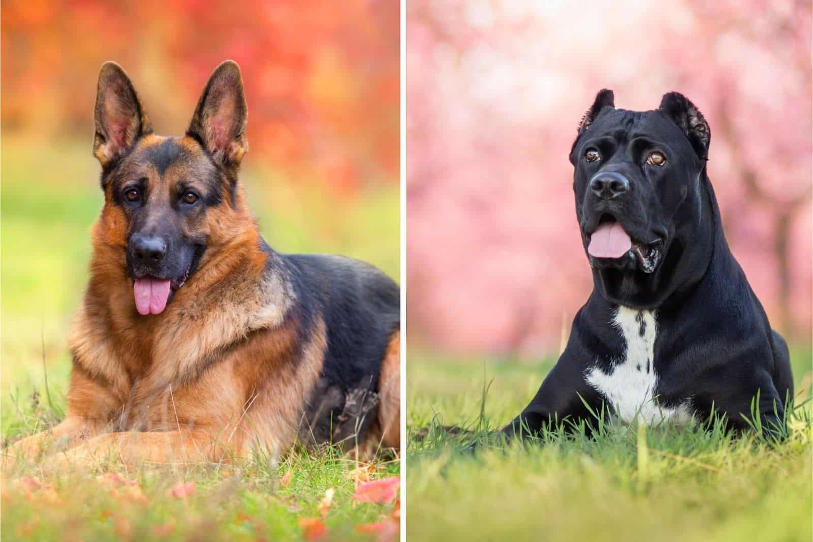 german shepherd and cane corso