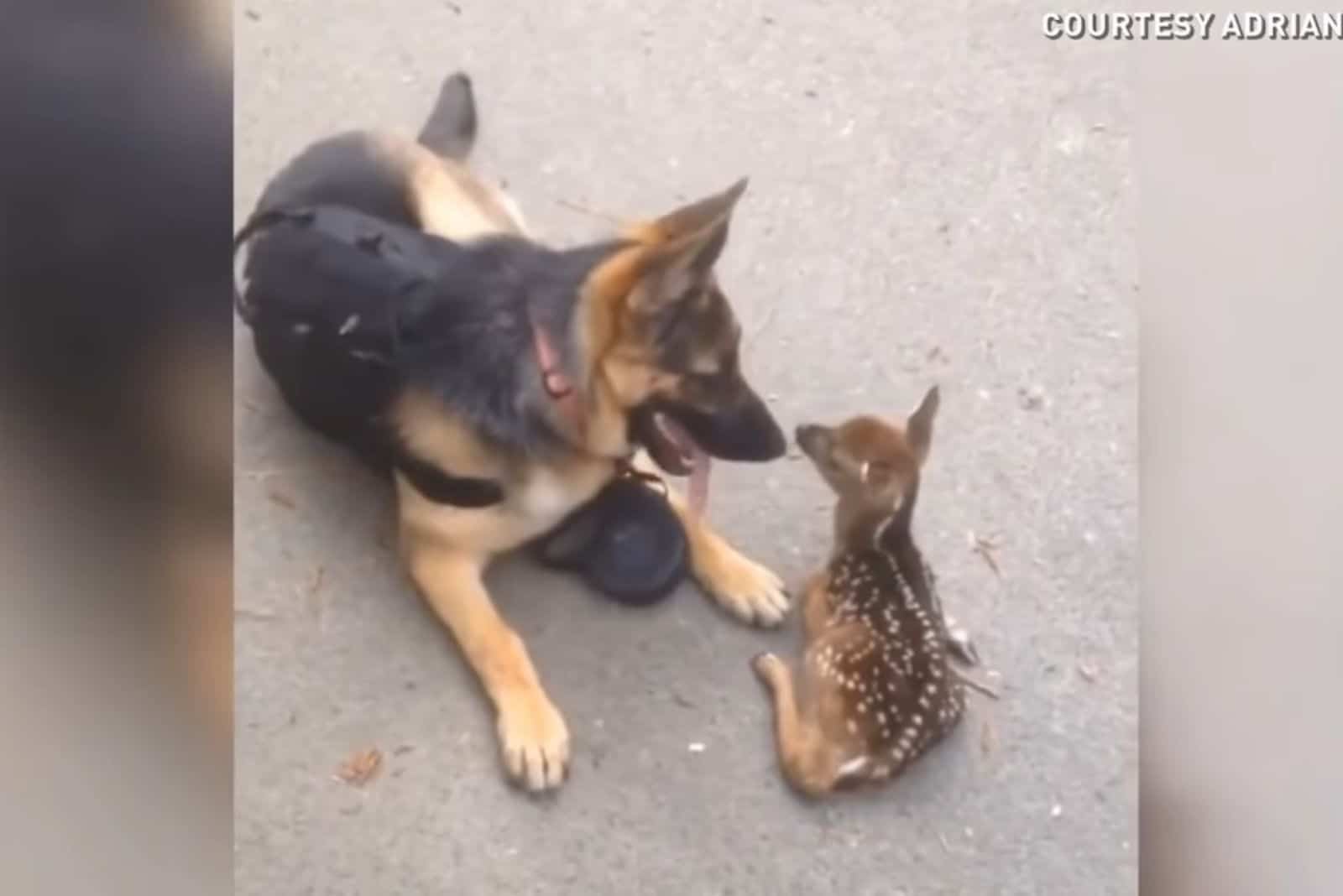 german shepherd and fawn looking at each other