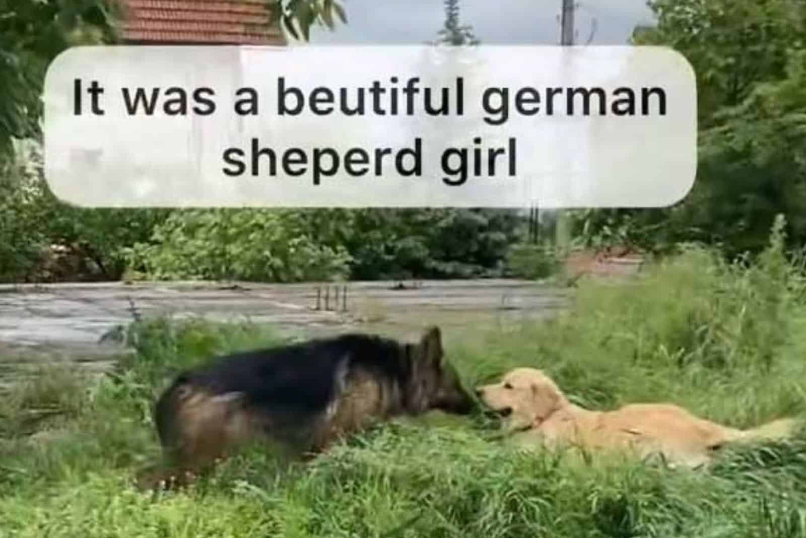 german shepherd and golden retriever fell in love at first sniff