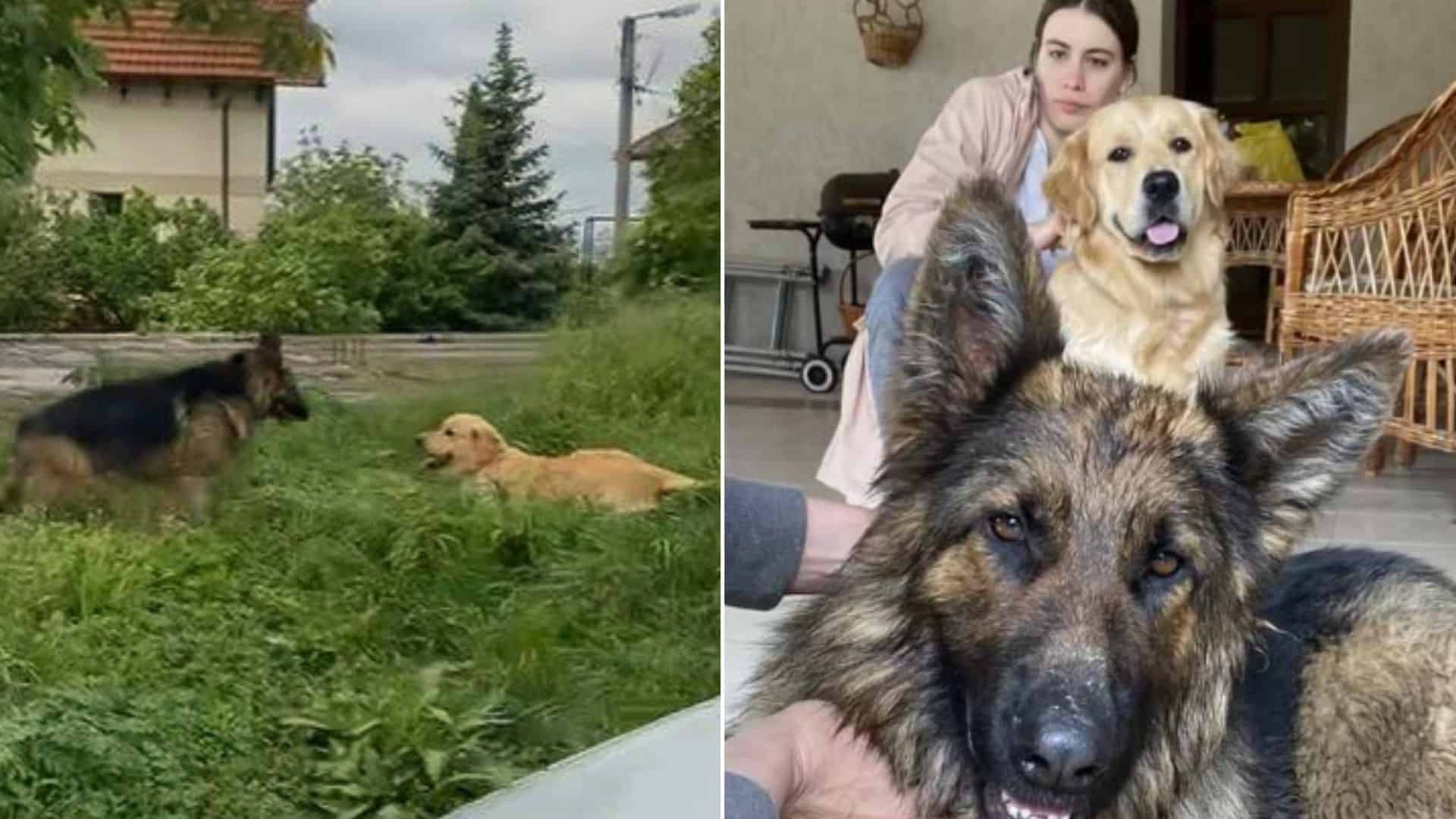 German Shepherd And Golden Retriever Prove That Love At First Sight Exists