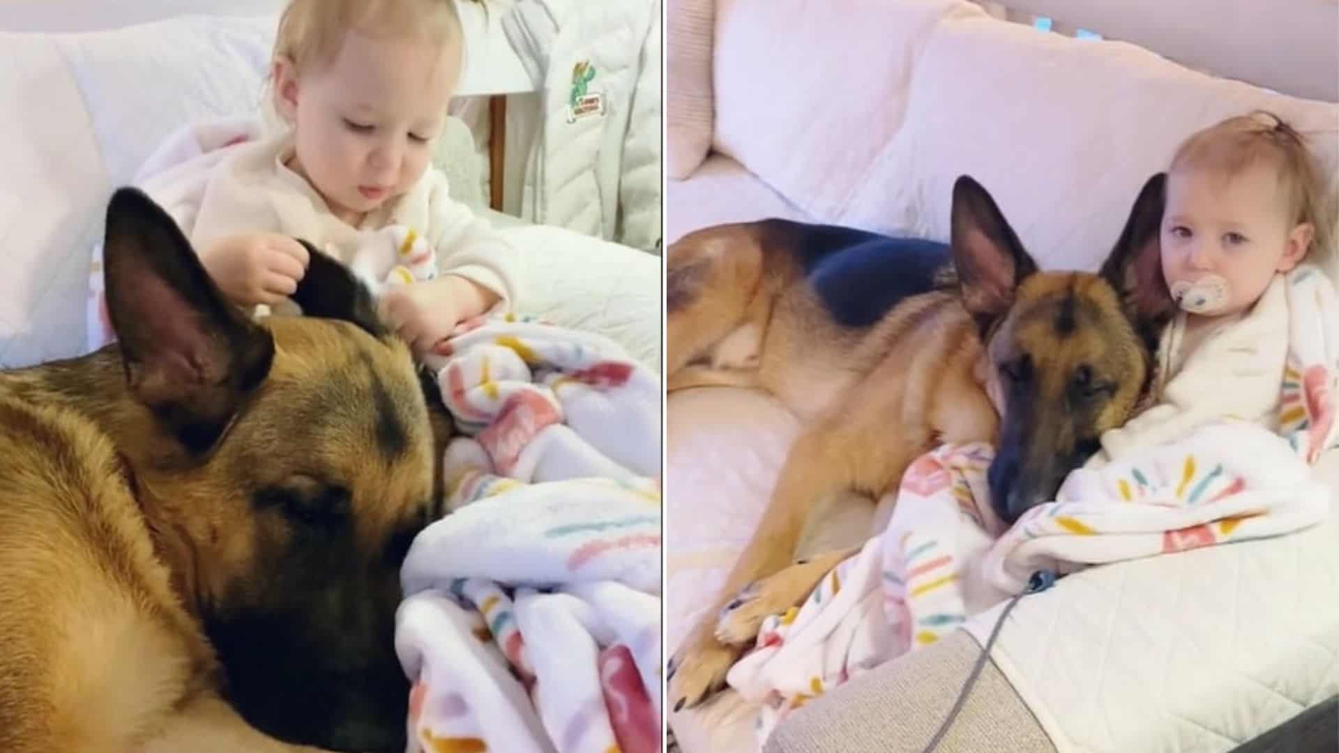 Sweet German Shepherd Doesn’t Leave His Hooman Baby Sister’s Side