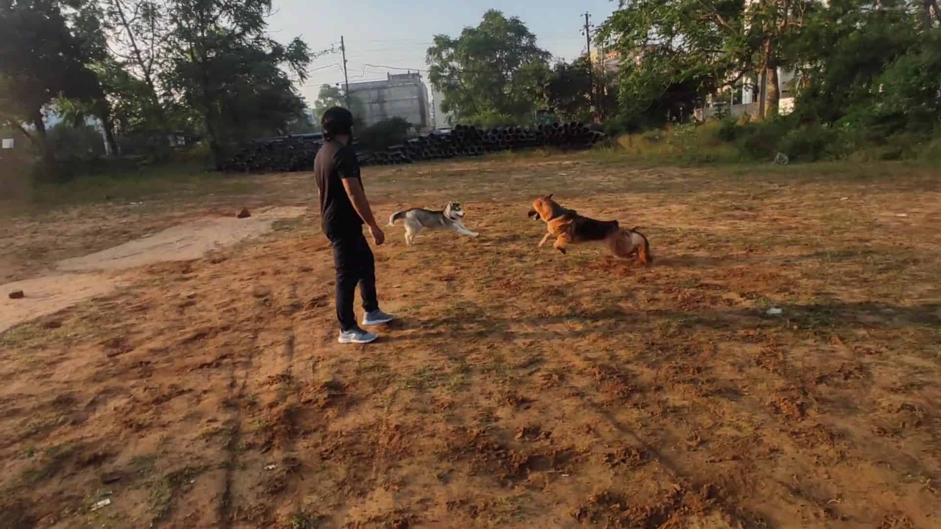 german shepherd and husky playing in the field