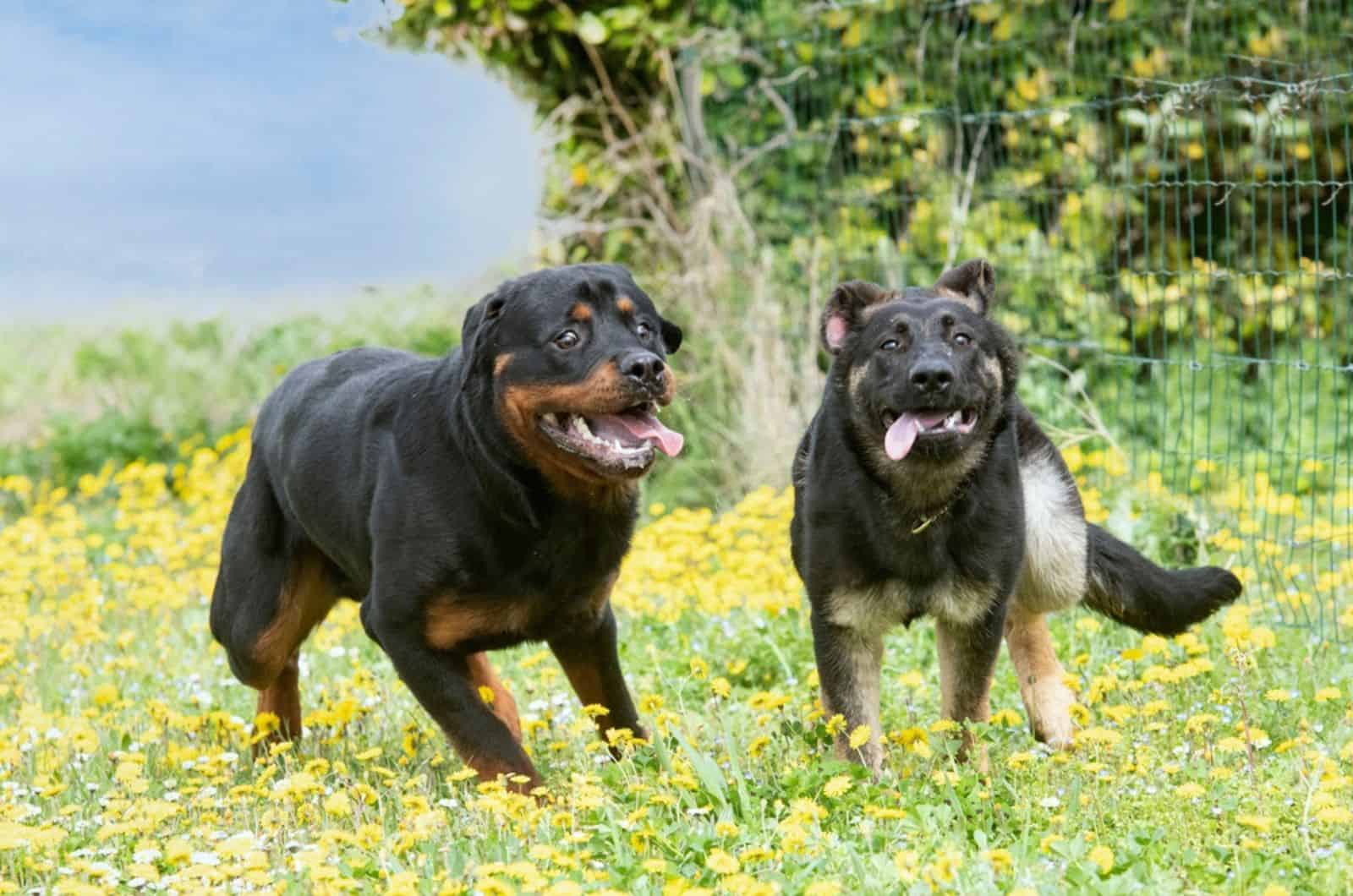 german shepherd and rottweiler running on a meadow