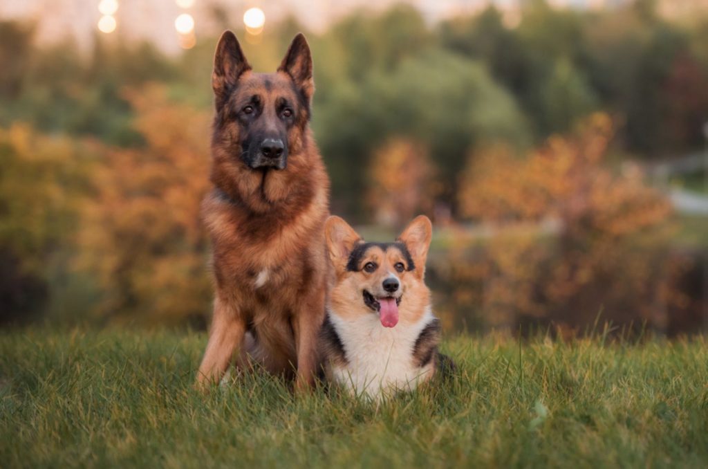 german shepherd and welsh corgi sitting on the grass