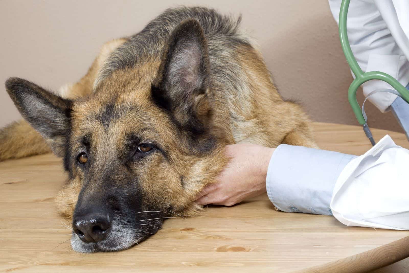 German shepherd at the veterinarian's examination