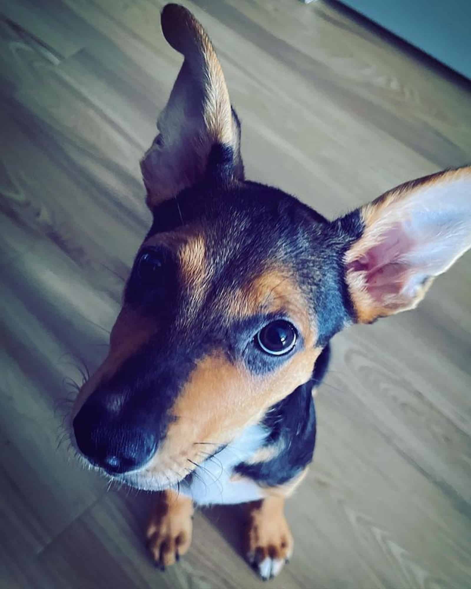 german shepherd australian kelpie dog sitting on the floor