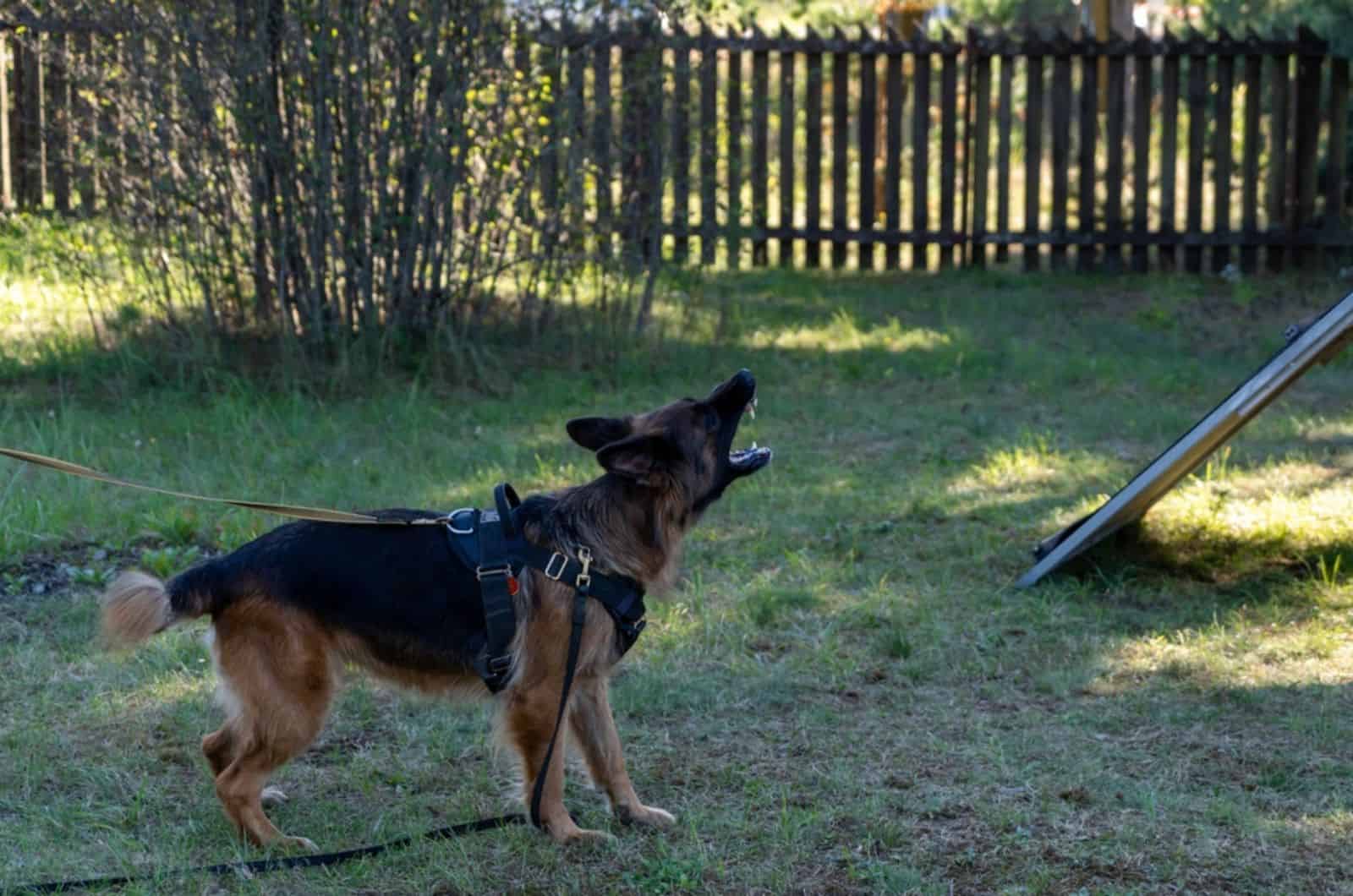 german shepherd barks in the yard