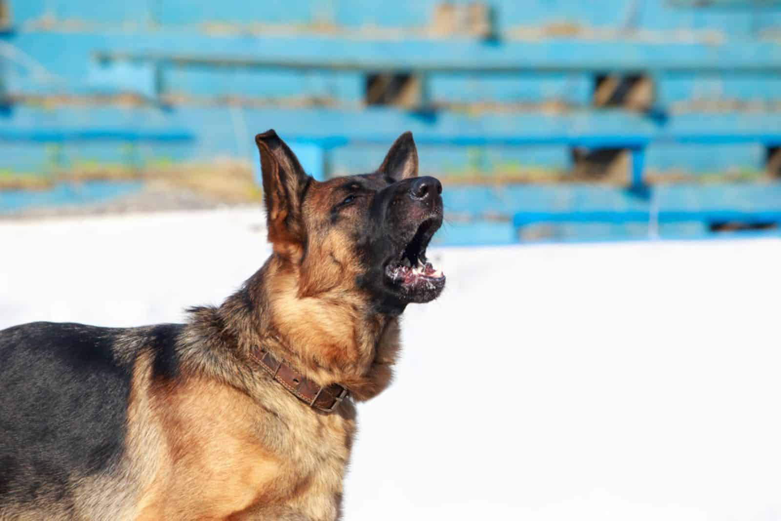 German shepherd barks on the street