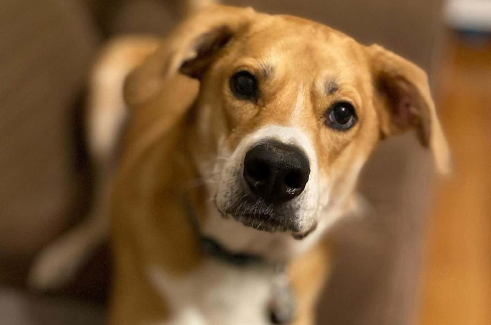 german shepherd beagle mix sitting on the couch