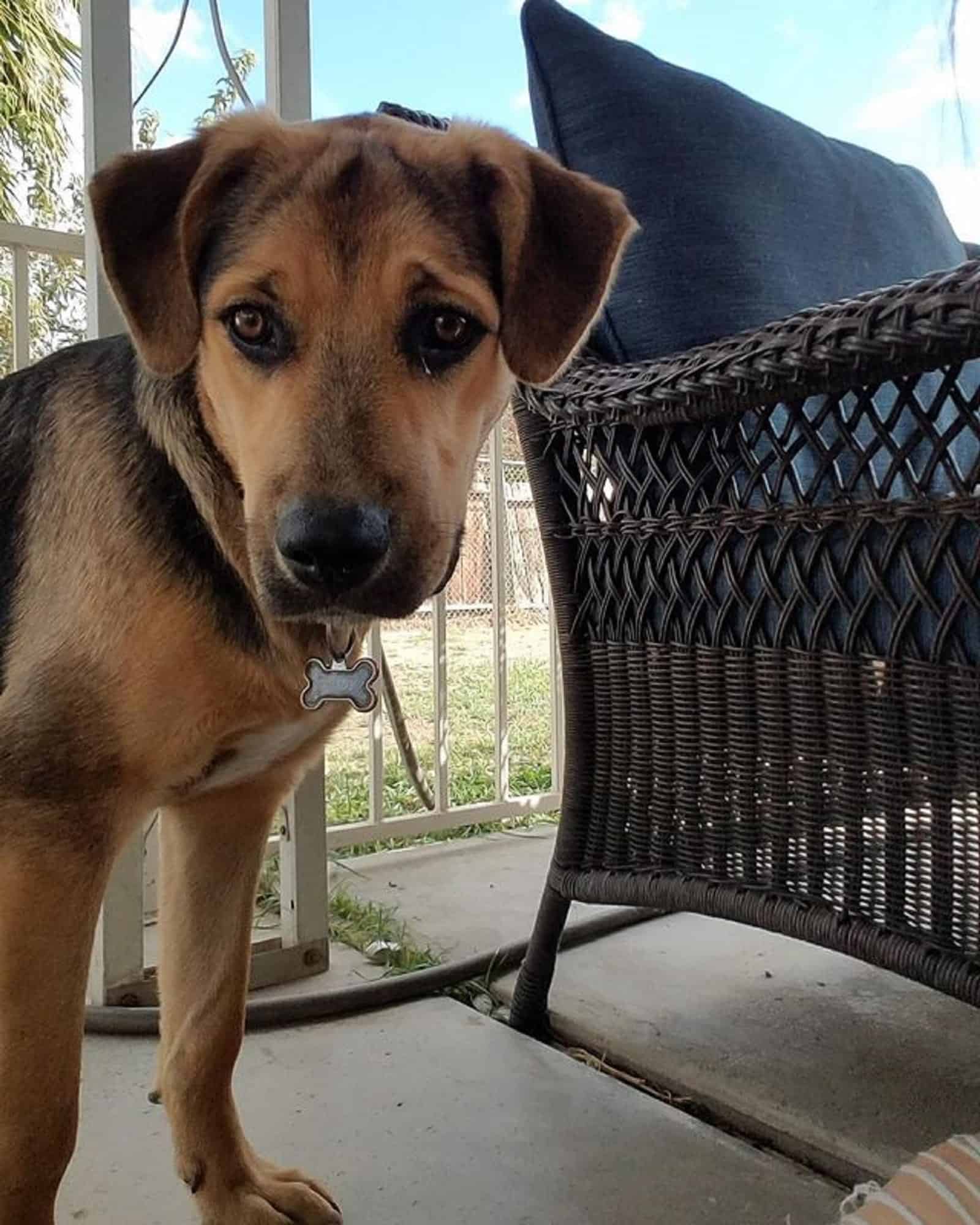 german shepherd beagle standing on a terrace