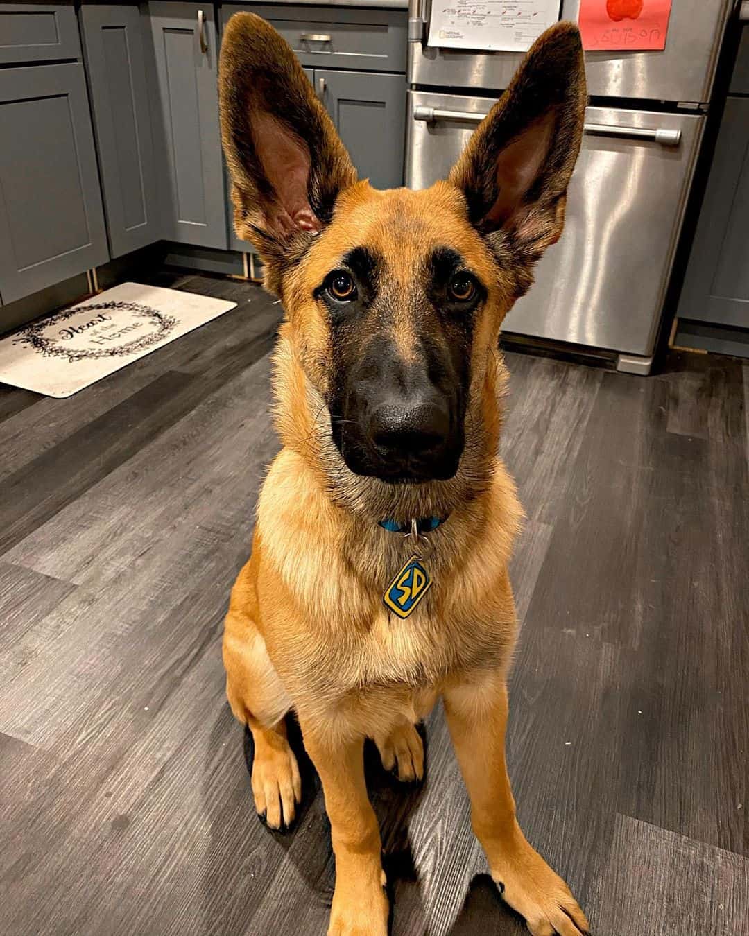 German Shepherd Bernese Mountain Dog Mix looking at camera