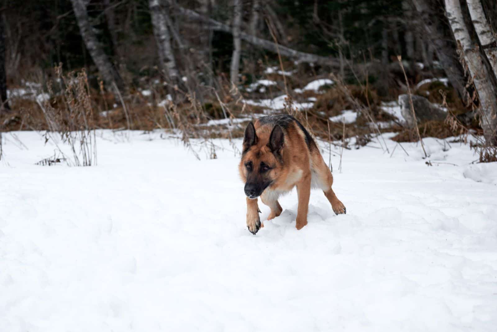 German Shepherd black and red color on walk and pees in winter snow