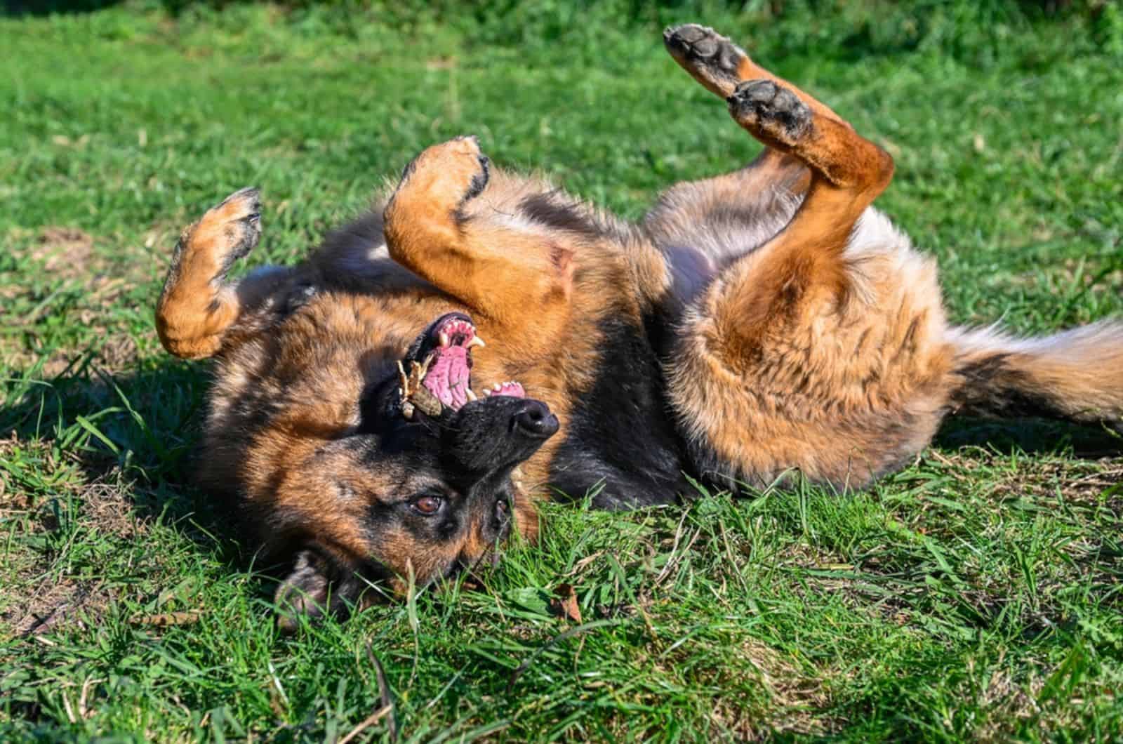 German Shepherd Body Language: What Is Your Dog Telling You