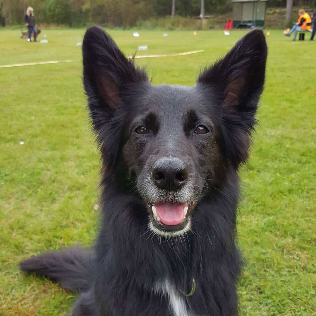 German Shepherd Border Collie mix