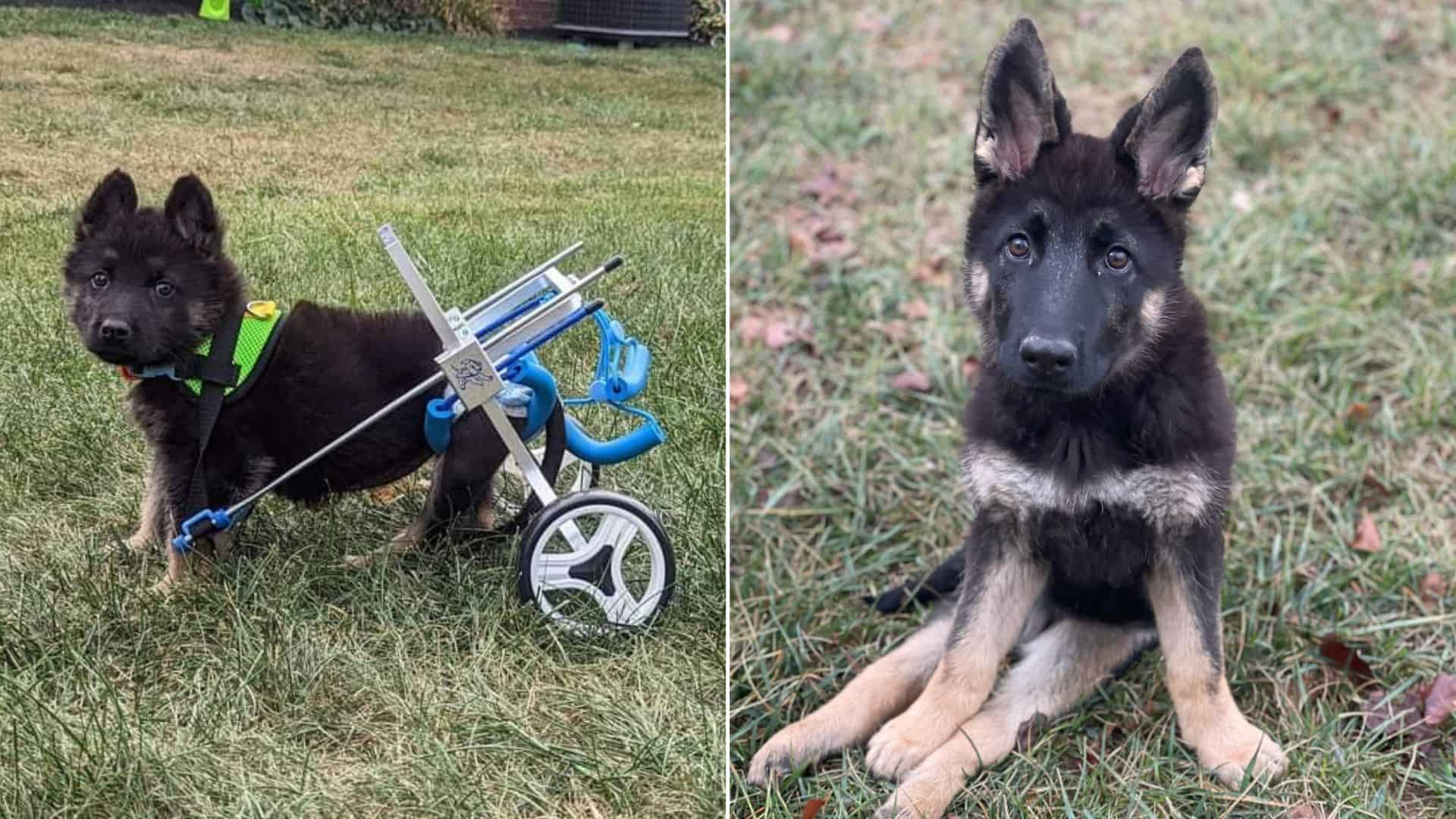 German Shepherd Born With Leg Disability Seeks Her Furever Family