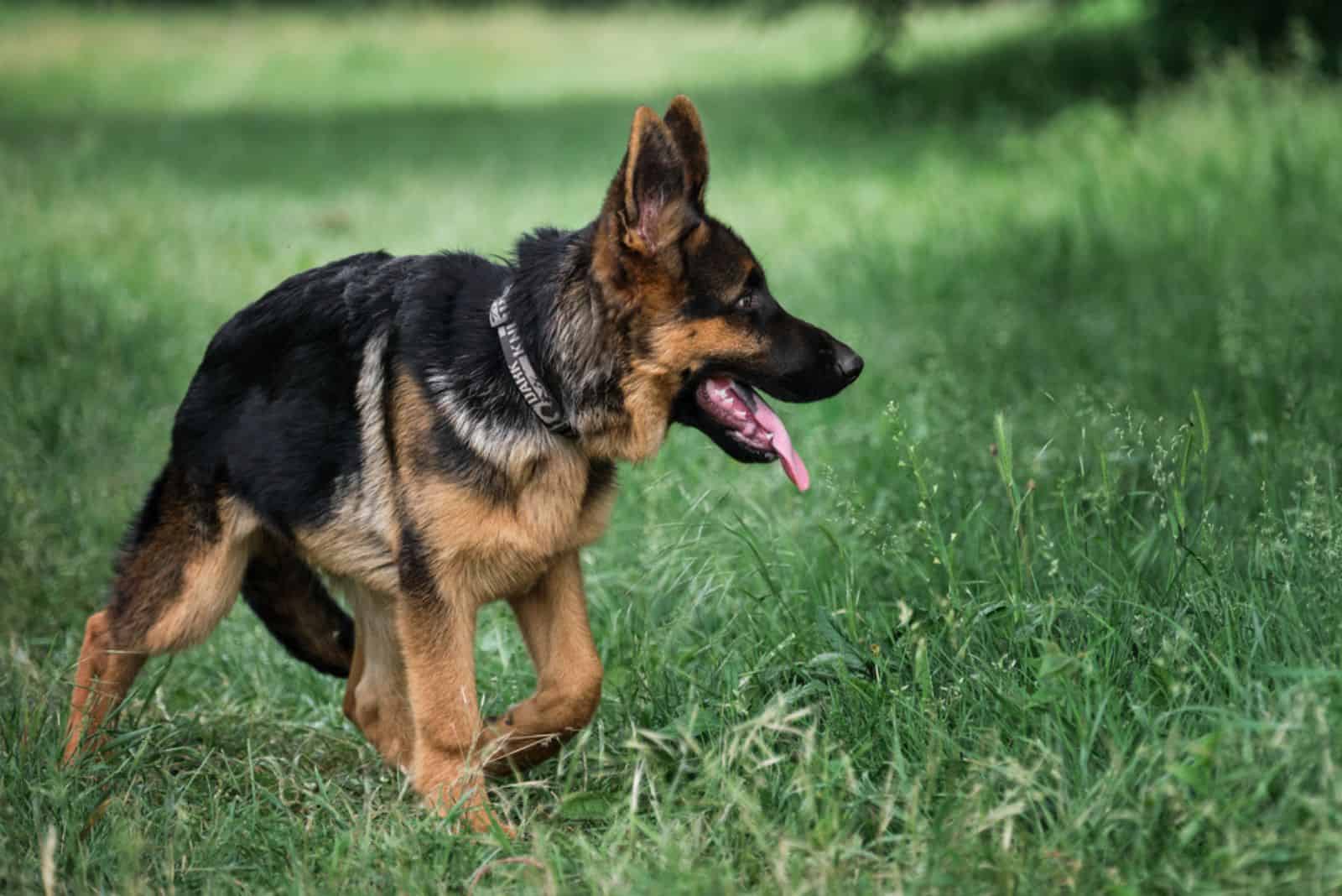 german shepherd breathing fresh air in the wood