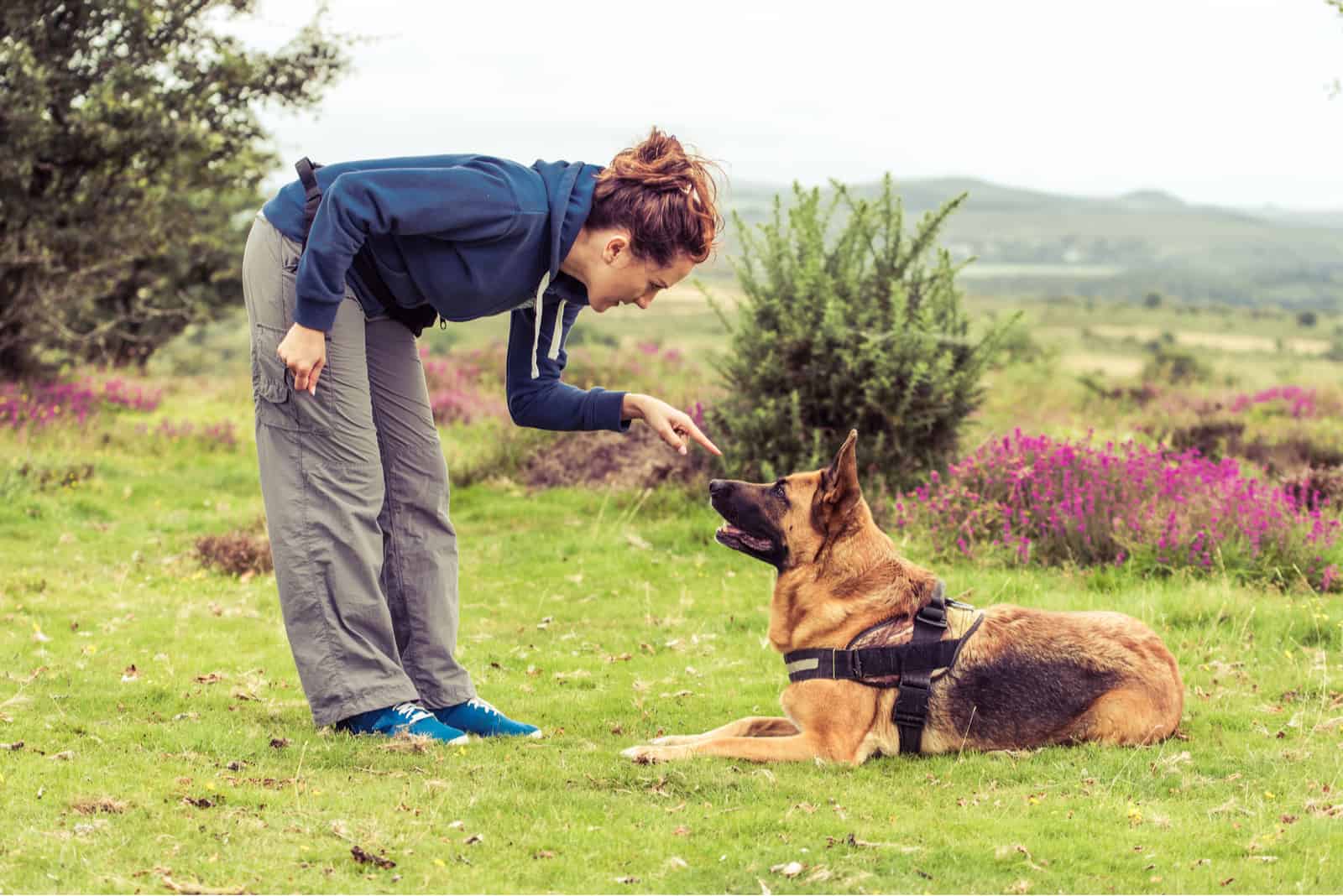 german shepherd breeders in florida training dog