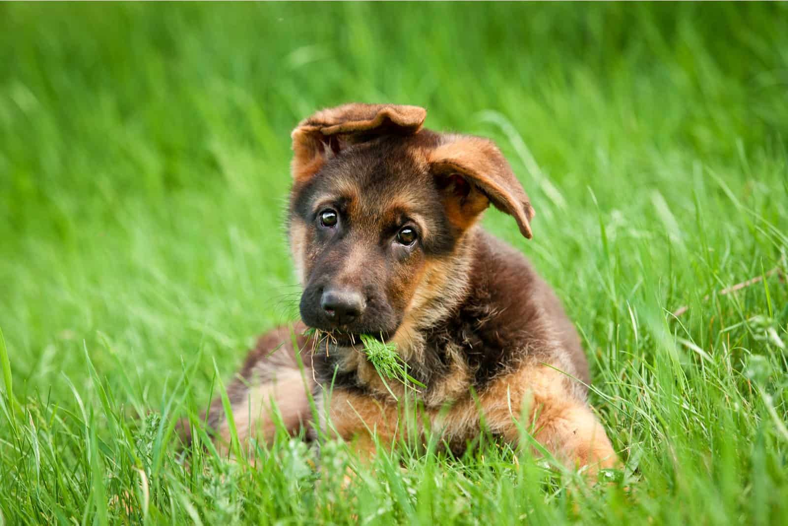 German Shepherd Breeders In Minnesota: Top 8 Picks