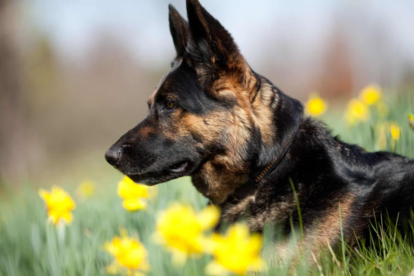 German Shepherd Breeding – What Does It Involve?