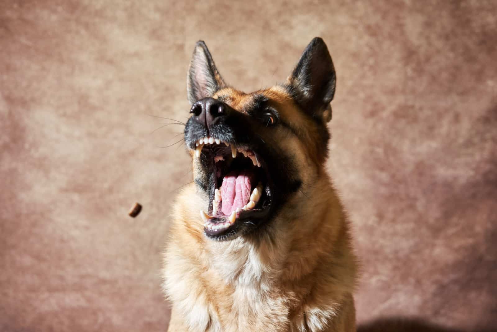 German shepherd catches food on brown studio background