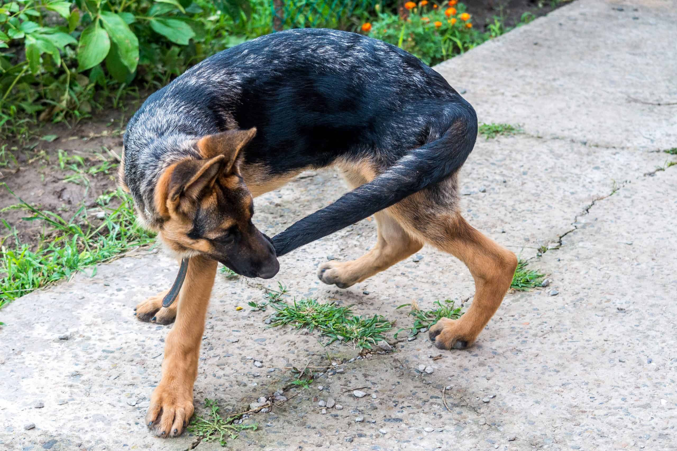 german shepherd chasing its tail